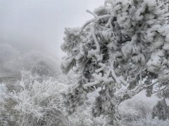 Beautiful rimes decorate Taishan Mountain in E China's Shandong