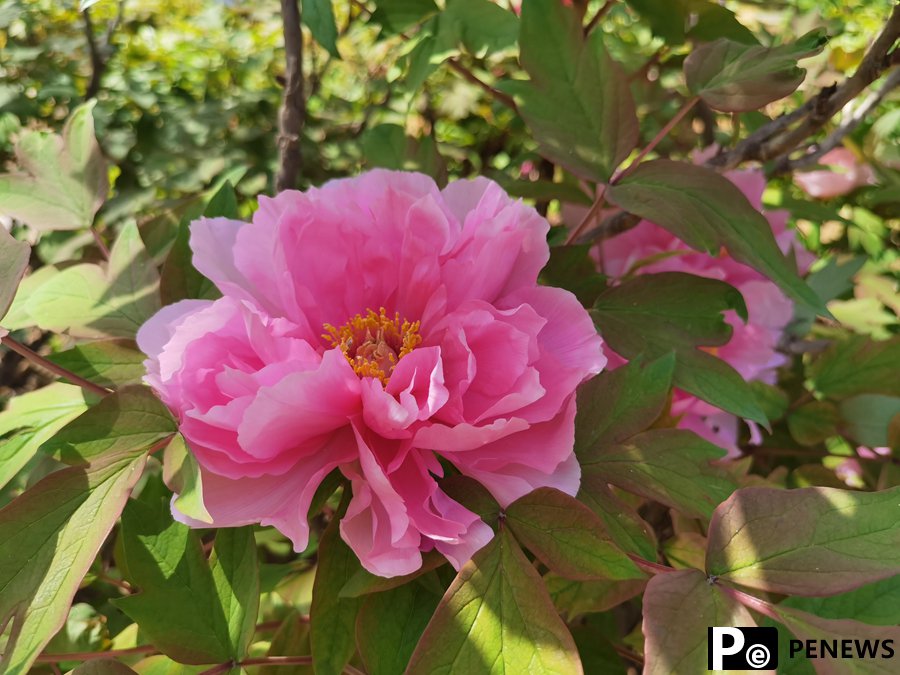 In pics: enjoy the blossoming peony flowers in Luoyang, C China’s Henan