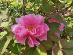 In pics: enjoy the blossoming peony flowers in Luoyang, C China’s Henan