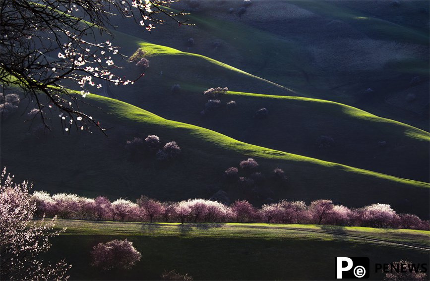 Breathtaking scenery of Nalati Apricot Valley in NW China