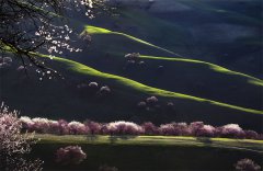 Breathtaking scenery of Nalati Apricot Valley in NW China's Xinjiang