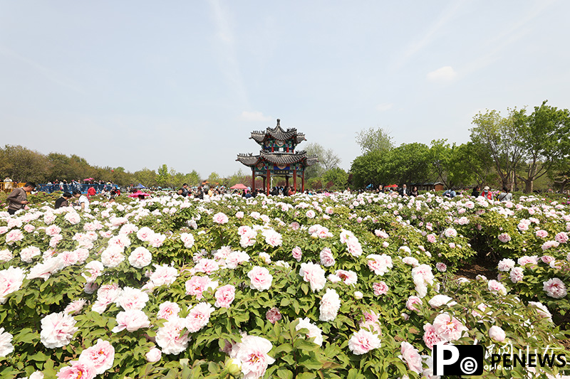 Peony flowers bloom in Heze, E China’s Shandong