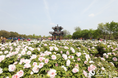 Peony flowers bloom in Heze, E China’s Shandong