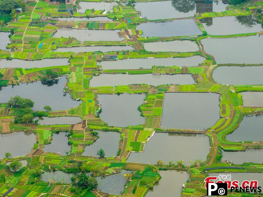 Vegetable fields in fish pond create sustainable system in Guangxi