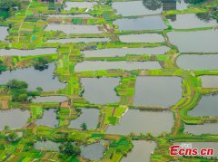 Vegetable fields in fish pond create sustainable system in Guangxi