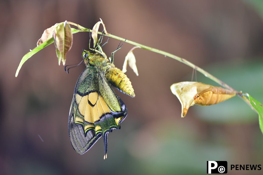 Chinese researchers record rare Kaiser-i-Hind butterflies for first time