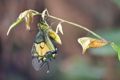 Chinese researchers record rare Kaiser-i-Hind butterflies for first time