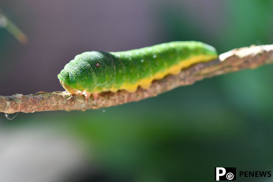 Chinese researchers record rare Kaiser-i-Hind butterflies for first time