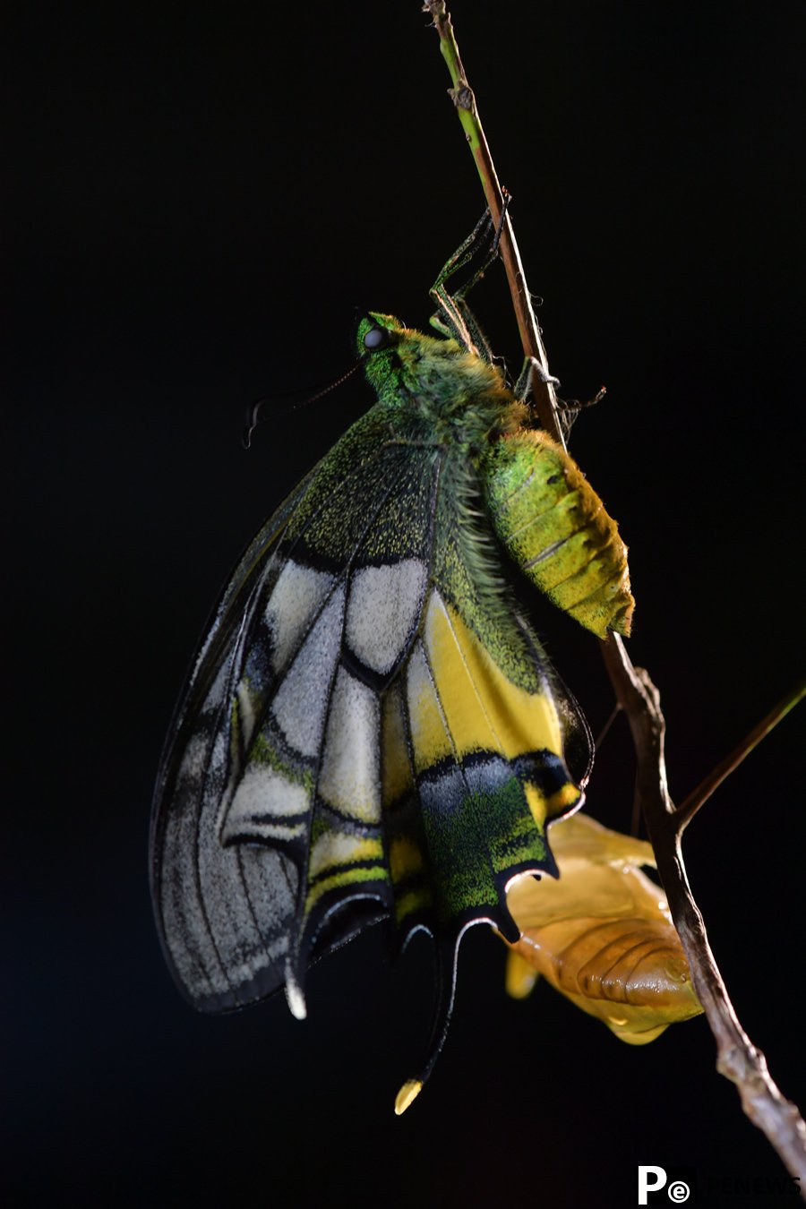 Chinese researchers record rare Kaiser-i-Hind butterflies for first time