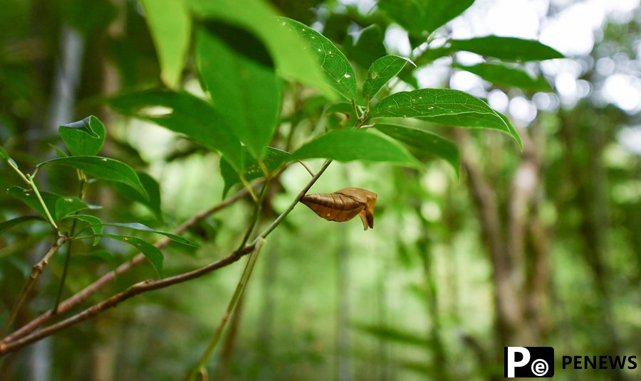 Chinese researchers record rare Kaiser-i-Hind butterflies for first time