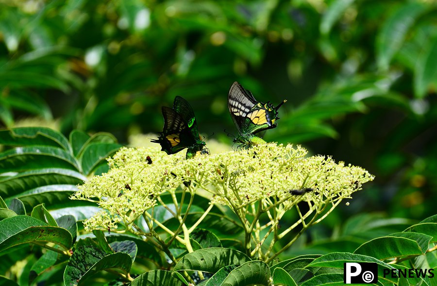 Chinese researchers record rare Kaiser-i-Hind butterflies for first time