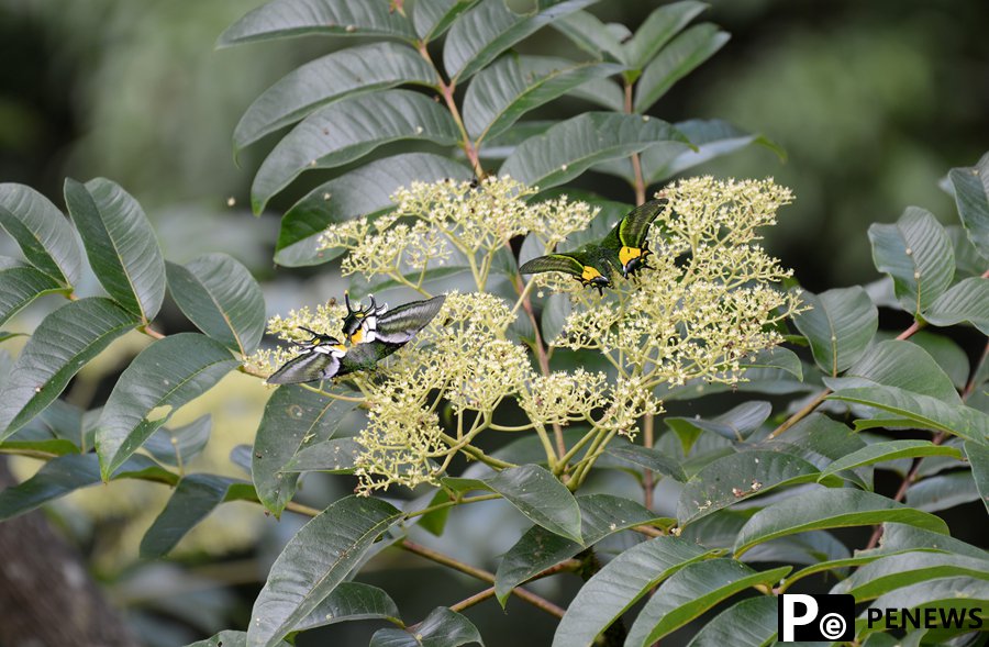 Chinese researchers record rare Kaiser-i-Hind butterflies for first time