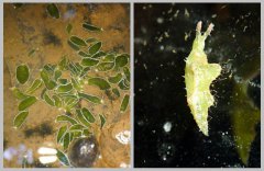 S China's Hainan records two new species