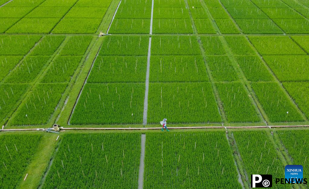 Feature: Legacy of Chinese "Father of Hybrid Rice" continues amid food security concerns