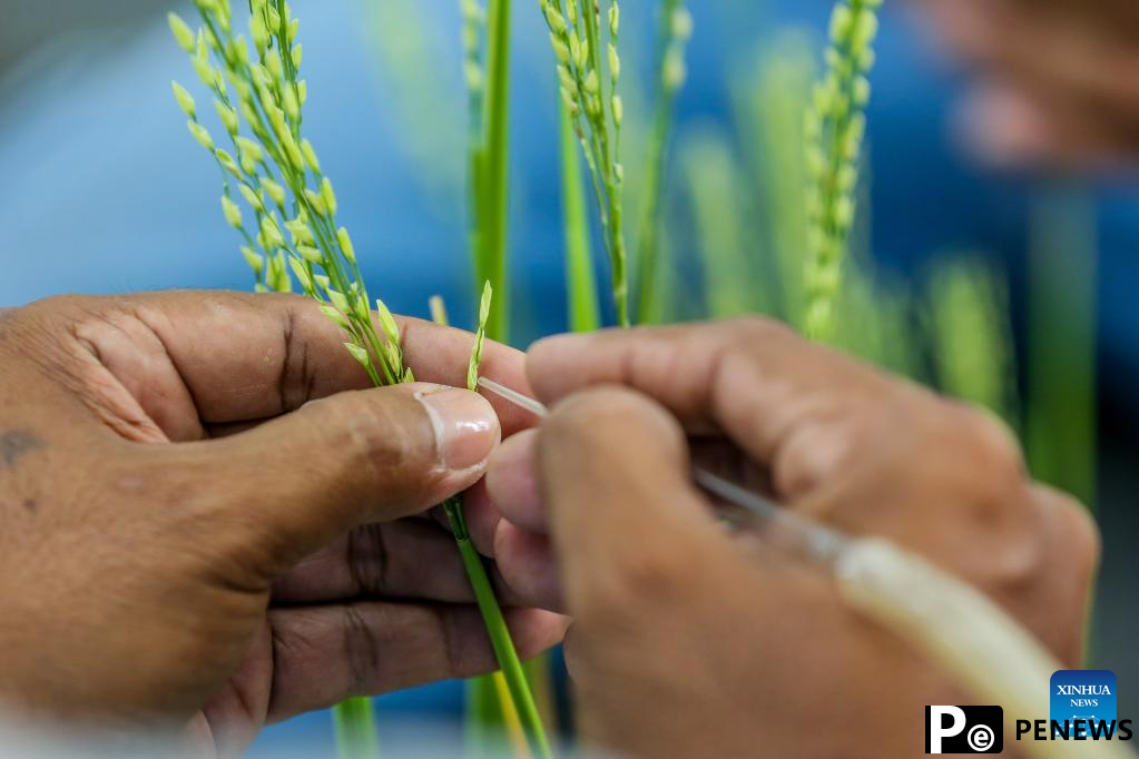 Feature: Legacy of Chinese "Father of Hybrid Rice" continues amid food security concerns