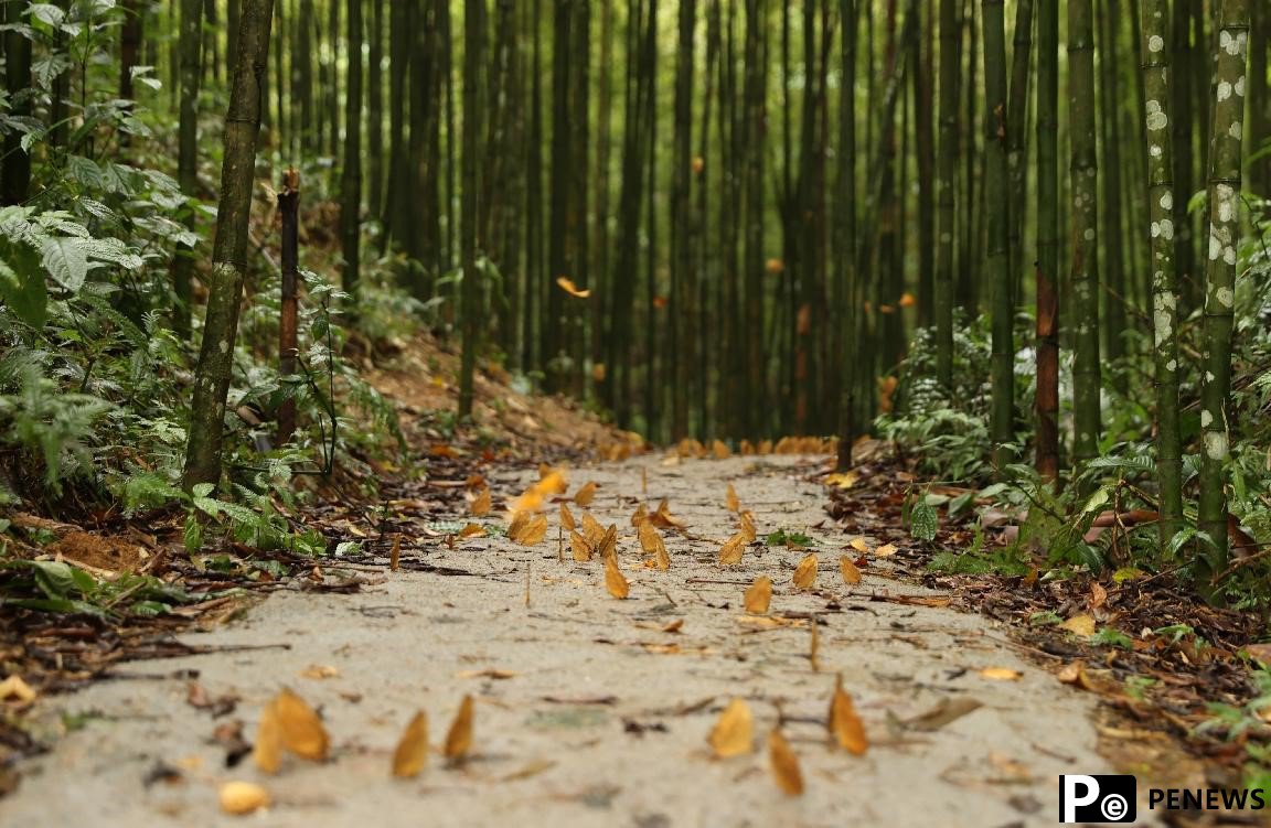 Butterfly boom leads autonomous county in SW China to prosperity