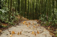 Butterfly boom leads autonomous county in SW China to prosperity