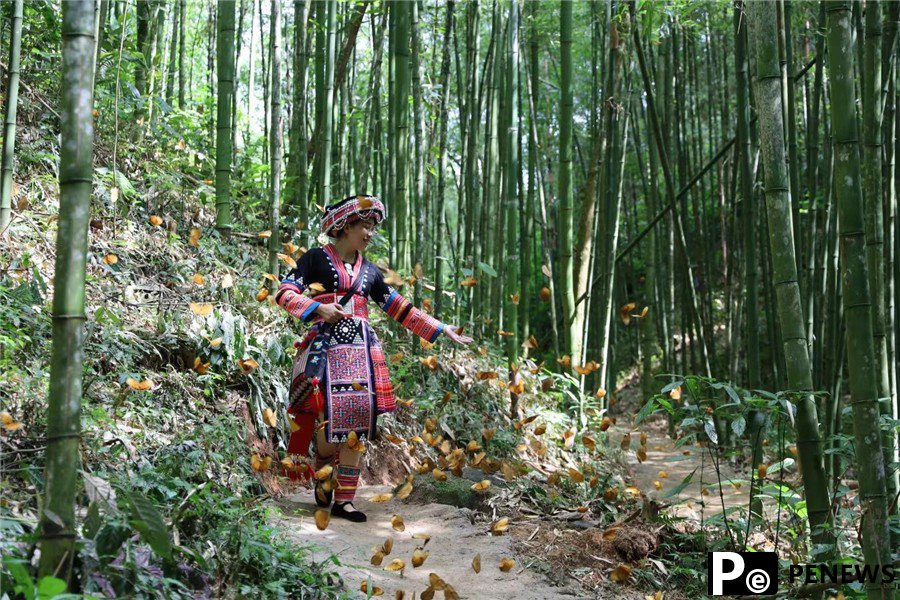 Butterfly boom leads autonomous county in SW China to prosperity