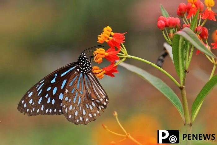 Butterfly boom leads autonomous county in SW China to prosperity