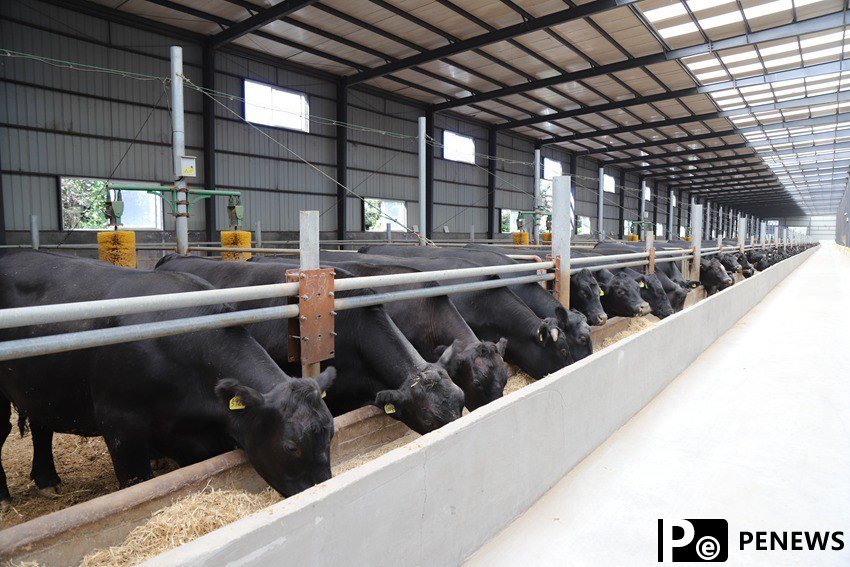 Animal husbandry sees broad prospects in digitalization