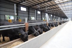 Animal husbandry sees broad prospects in digitalization