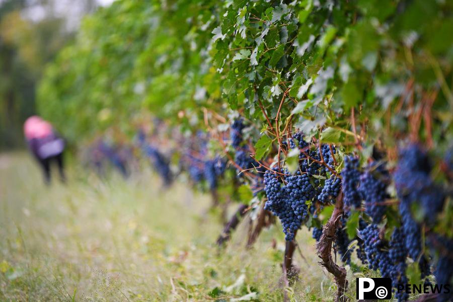 Grape, wine industries thrive in NW China