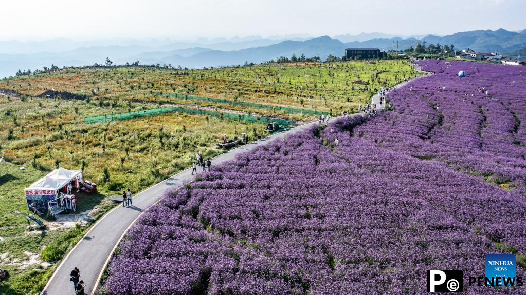 Tourists enjoy themselves in verbena field in Gaopo Township, SW China