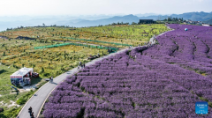 Tourists enjoy themselves in verbena field in Gaopo Township, SW China