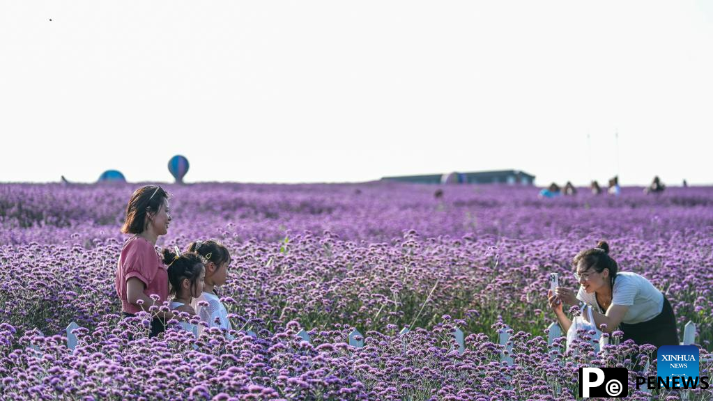 Tourists enjoy themselves in verbena field in Gaopo Township, SW China