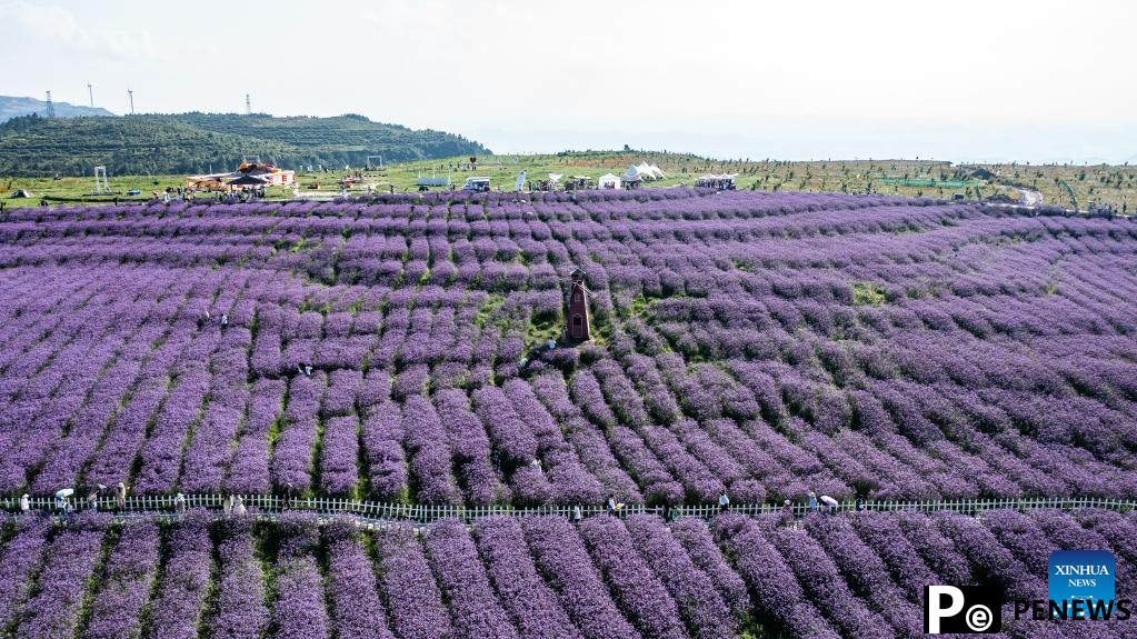 Tourists enjoy themselves in verbena field in Gaopo Township, SW China