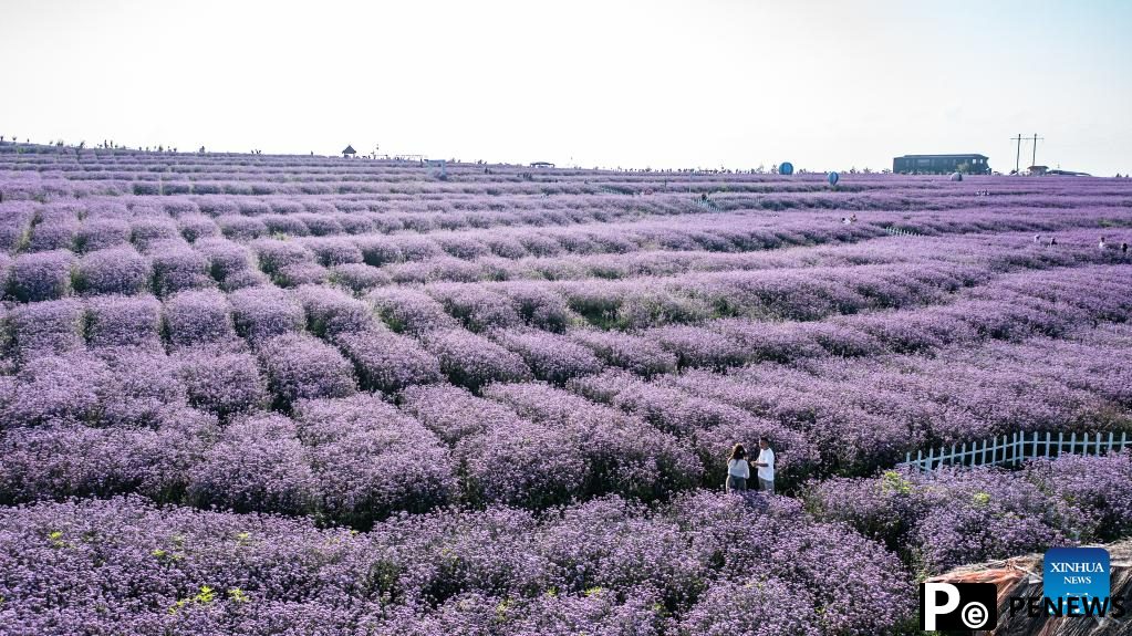 Tourists enjoy themselves in verbena field in Gaopo Township, SW China