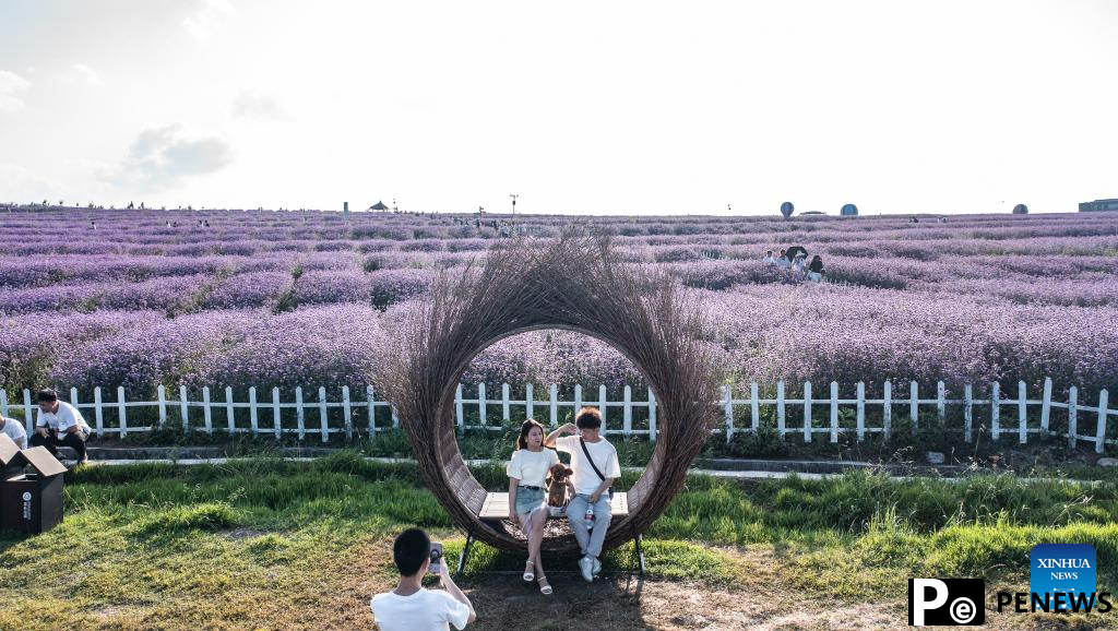 Tourists enjoy themselves in verbena field in Gaopo Township, SW China