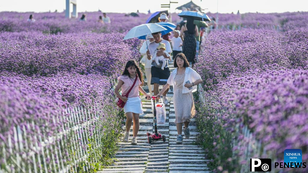 Tourists enjoy themselves in verbena field in Gaopo Township, SW China