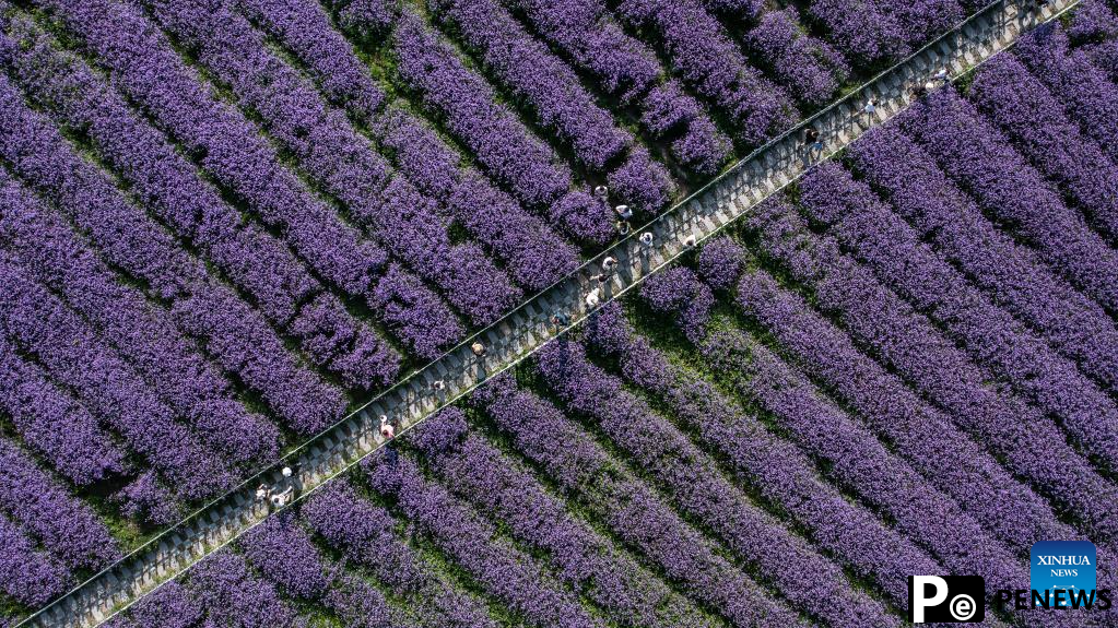 Tourists enjoy themselves in verbena field in Gaopo Township, SW China