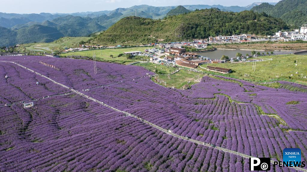 Tourists enjoy themselves in verbena field in Gaopo Township, SW China