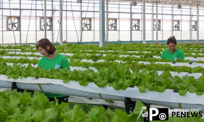 Facility agriculture blazes trail of agricultural development on Xinjiang