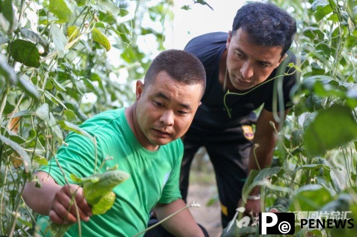 Facility agriculture blazes trail of agricultural development on Xinjiang