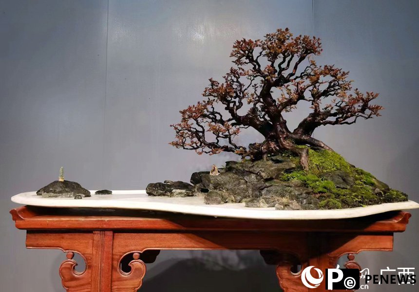 Chinese bonsai industry paints rosy economic outlook in Guangxi
