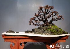 Chinese bonsai industry paints rosy economic outlook in Guangxi