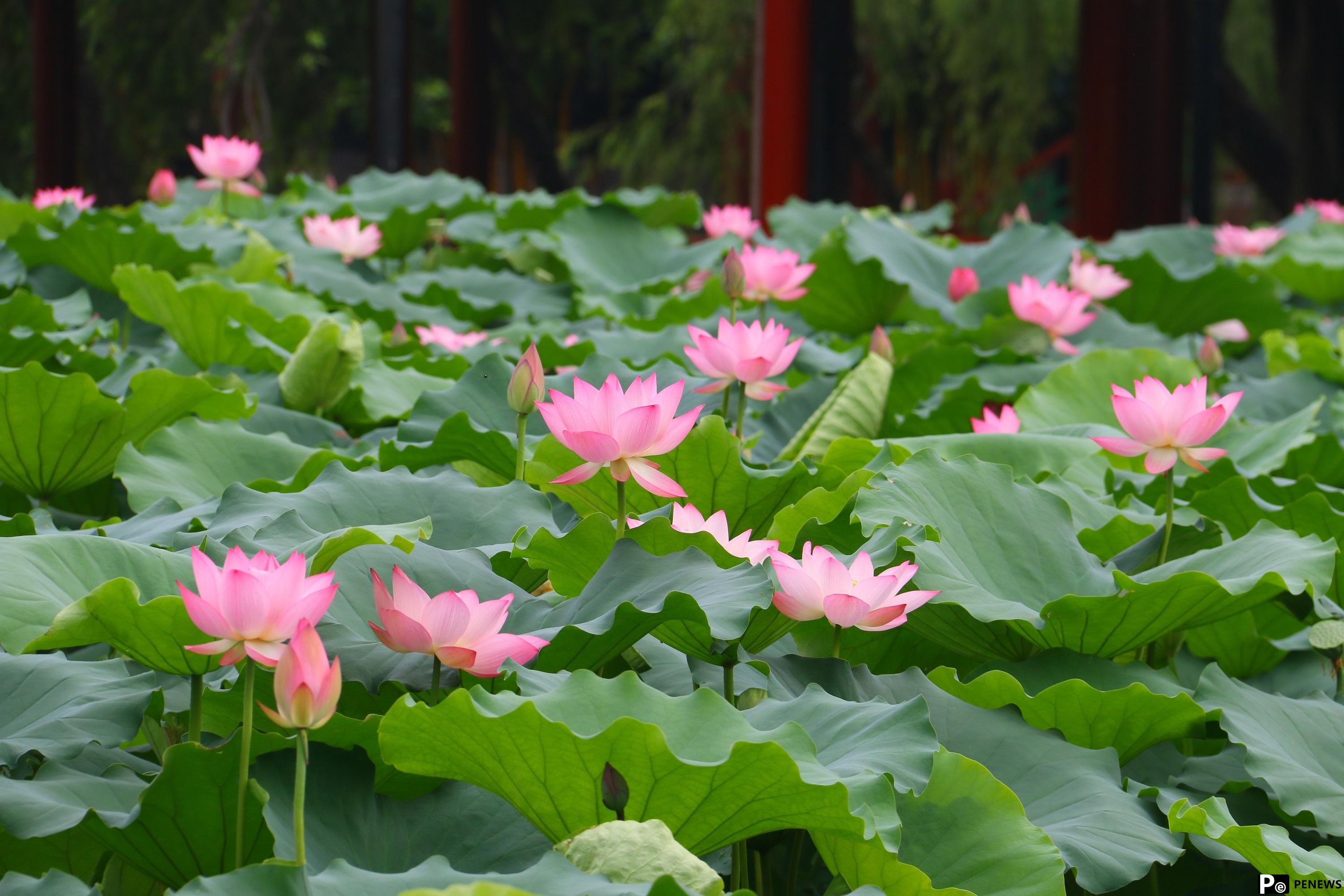 Blooming lotus flowers grace S China