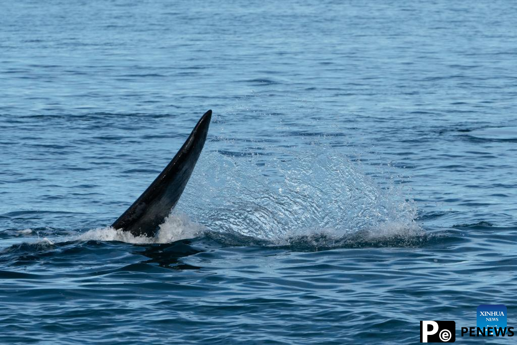 Tourists observe southern right whales in Puerto Madryn, Argentina