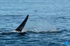 Tourists observe southern right whales in Puerto Madryn, Argentina