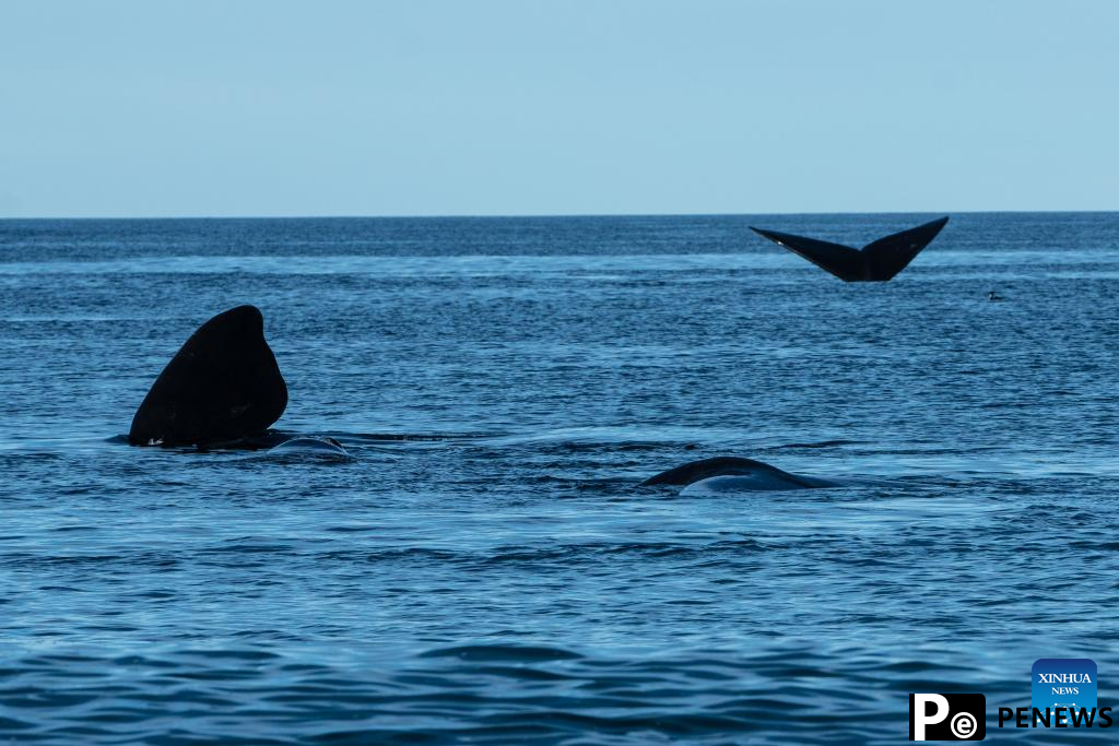 Tourists observe southern right whales in Puerto Madryn, Argentina