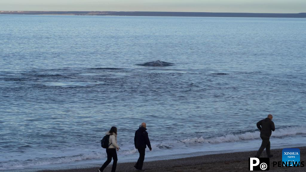 Tourists observe southern right whales in Puerto Madryn, Argentina