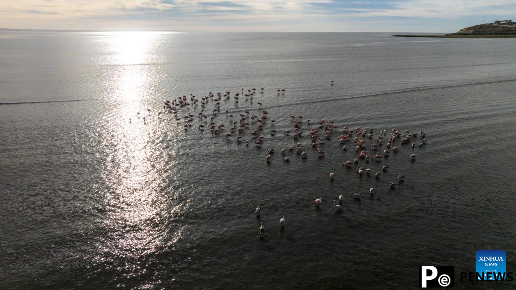 Tourists observe southern right whales in Puerto Madryn, Argentina