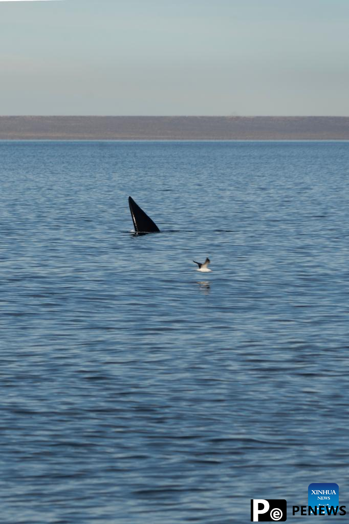 Tourists observe southern right whales in Puerto Madryn, Argentina