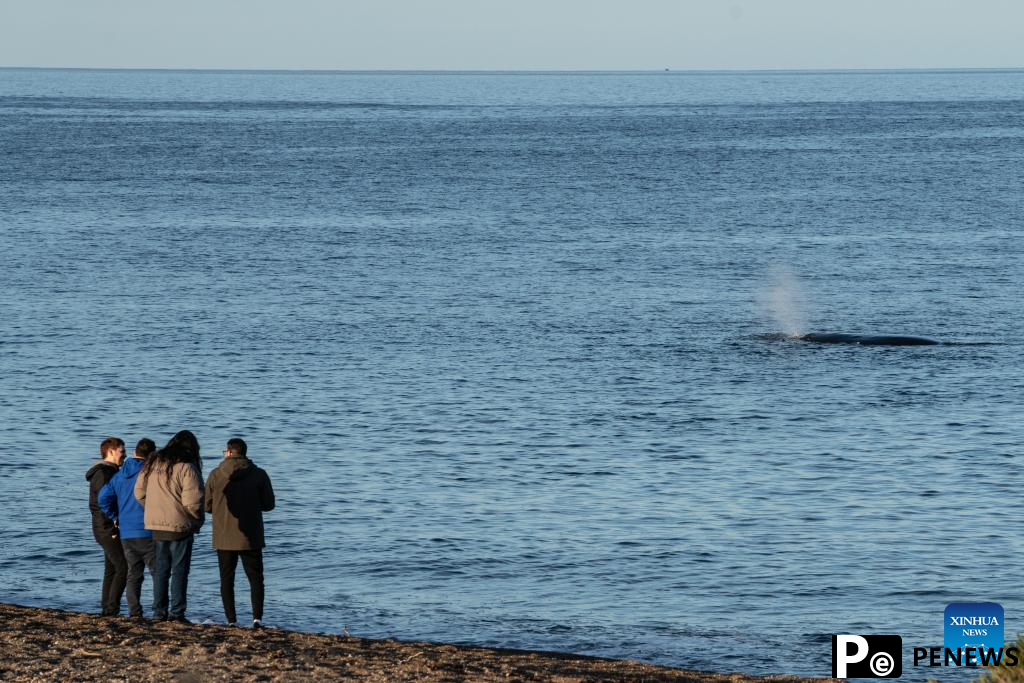 Tourists observe southern right whales in Puerto Madryn, Argentina