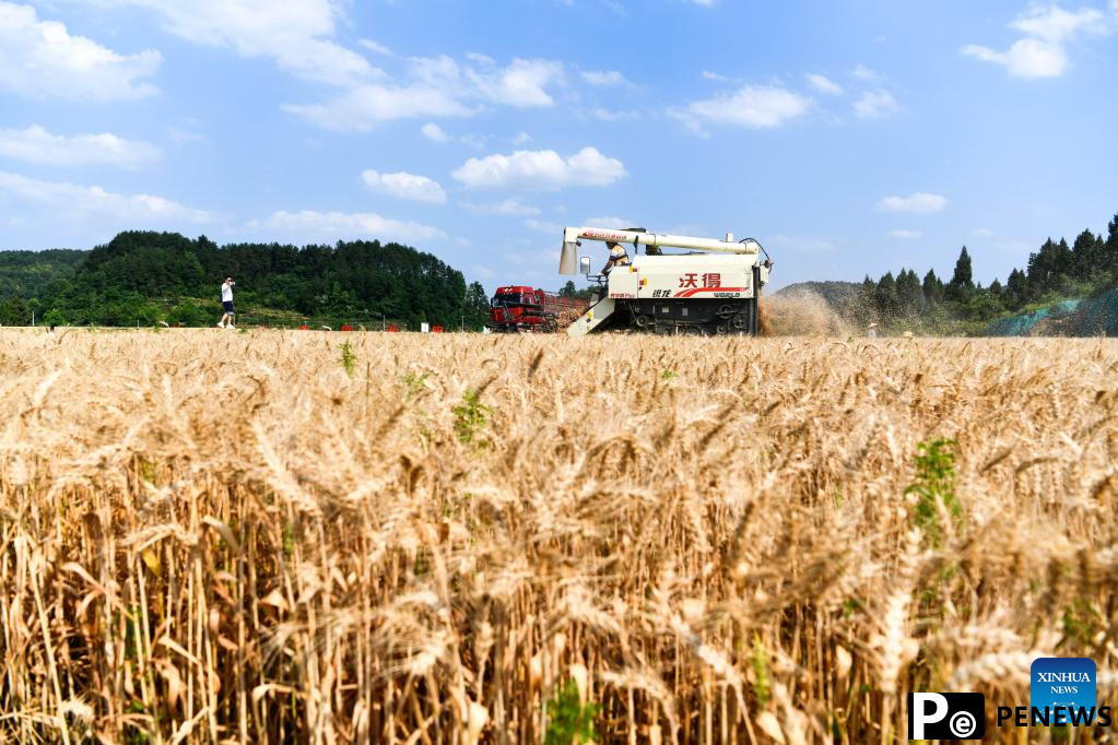 Wheat harvested in SW China