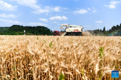 Wheat harvested in SW China's Guizhou