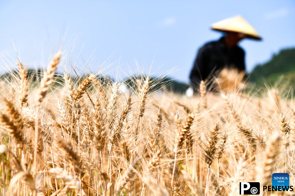 Wheat harvested in SW China
